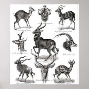 Affiches Antelopes