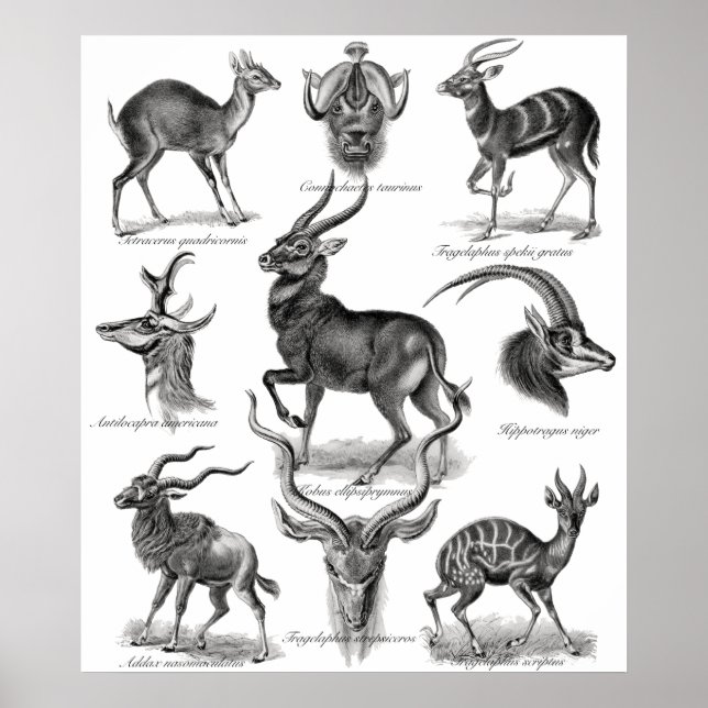 Affiches Antelopes (Devant)