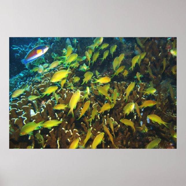 Affiches Anthias Reef (Devant)