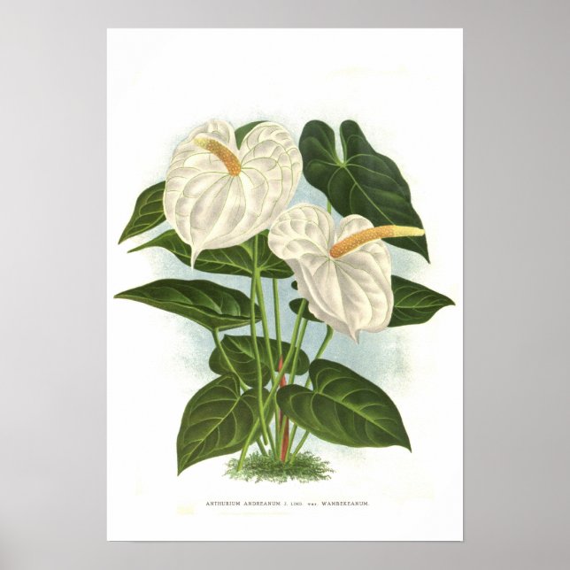 Affiches Anthurium andréanum (Devant)