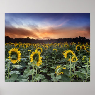 Affiches anticipation