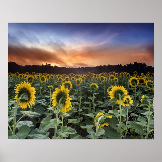 Affiches anticipation (Devant)