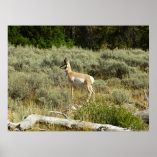 Affiches Antilocapre dans le parc national de Grand Teton