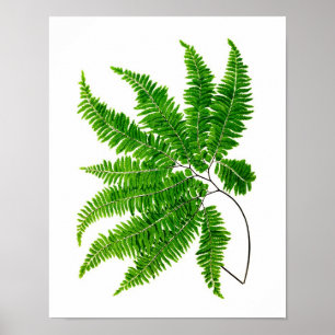 Affiches Antique Fern Imprimer n° 5 Green Nature Botanical 