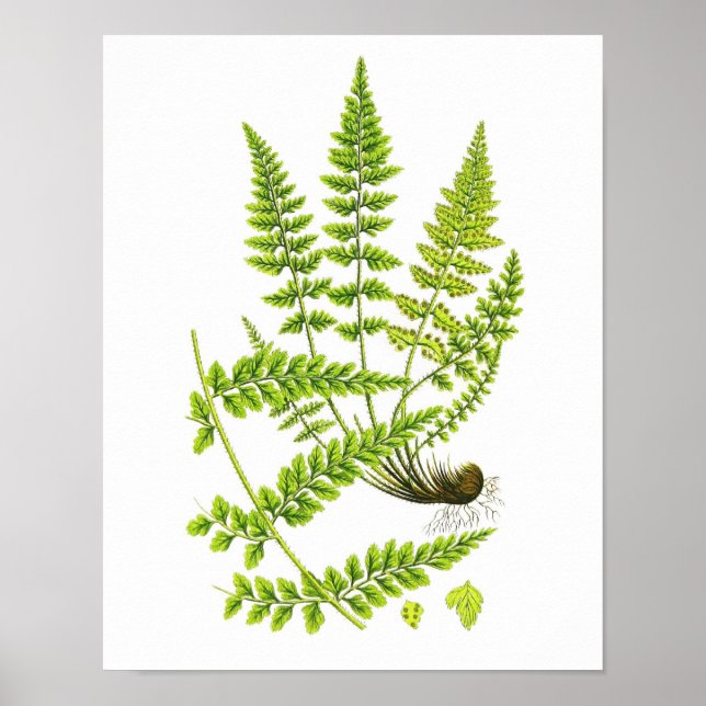 Affiches Antique Fern Imprimer n° 6 Green Nature Botanical  (Devant)
