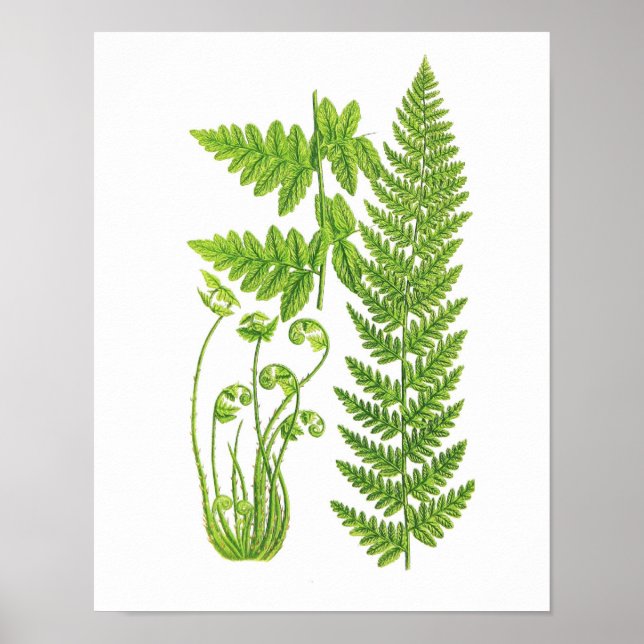 Affiches Antique Fern Imprimer n° 7 Green Nature Botanical  (Devant)