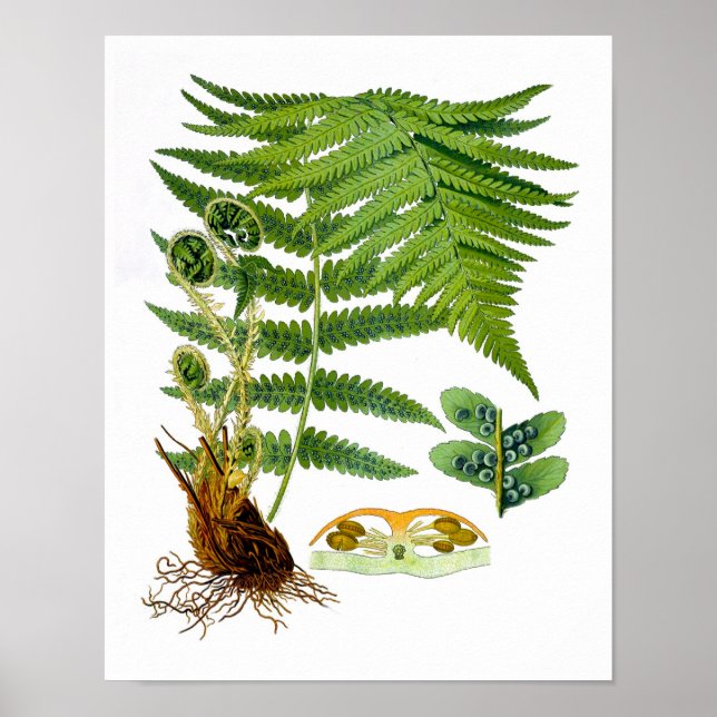 Affiches Antique Fern Imprimer No 8 Green Nature Botanical  (Devant)