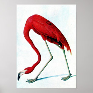 Affiches Antique plaque American rouge flamingo Audubon