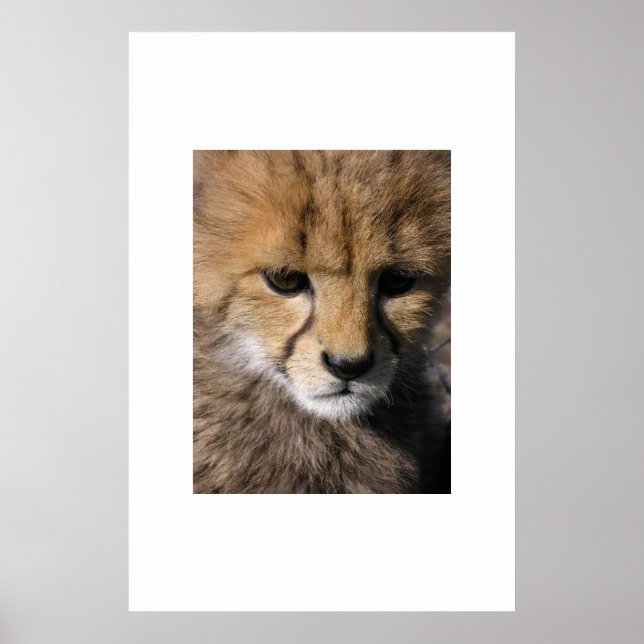 Affiches Anubis (Devant)