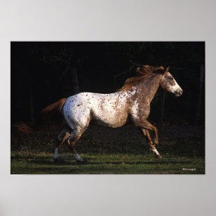 Affiches Appaloosa Horse Running 4