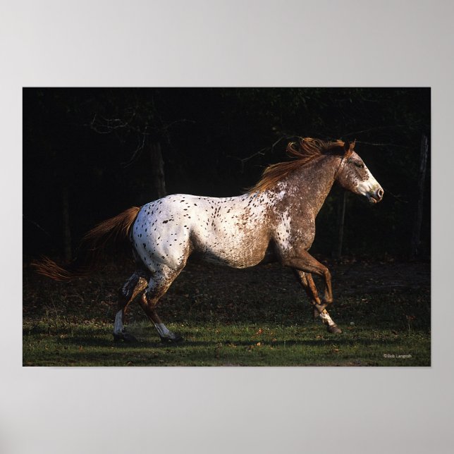 Affiches Appaloosa Horse Running 4 (Devant)