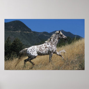 Affiches Appaloosa Horse Running up Mountain