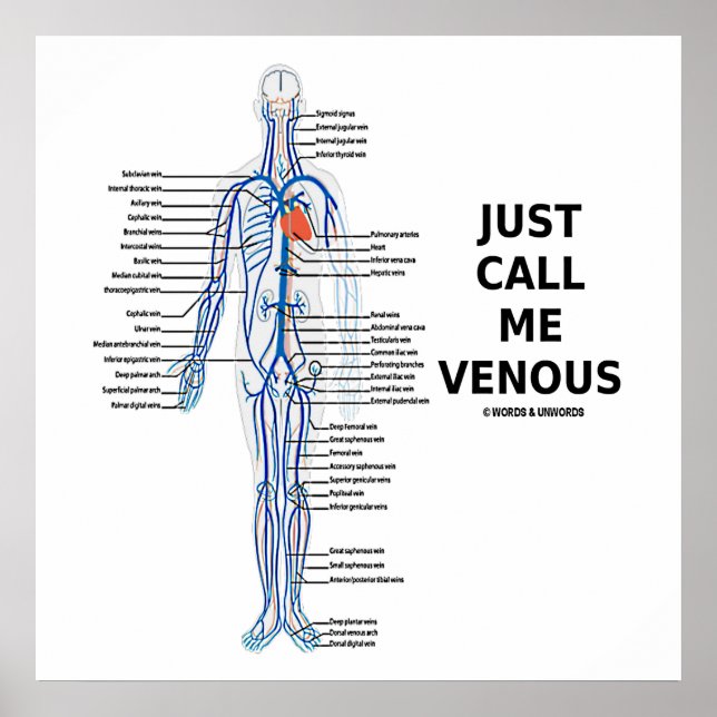 Affiches Appelez-Moi Venous Veins Système Vénus (Devant)