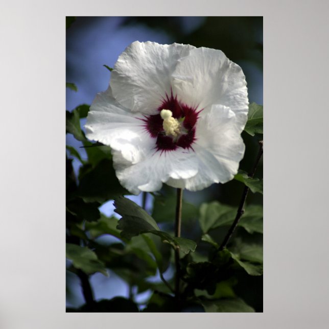 Affiches Apple Bloom (Devant)