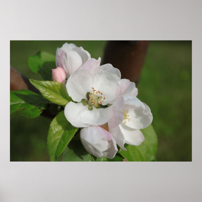 Affiches Apple Blossom Print 2 (Devant)