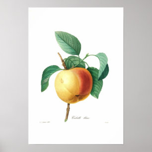 Affiches Apple 'Calville blanc'
