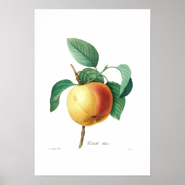 Affiches Apple 'Calville blanc' (Devant)