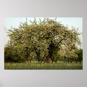 Affiches Apple tree in bloom