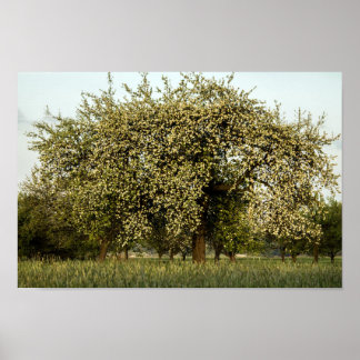 Affiches Apple tree in bloom