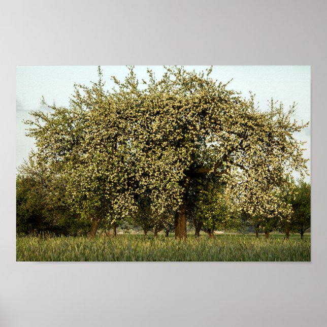 Affiches Apple tree in bloom (Devant)