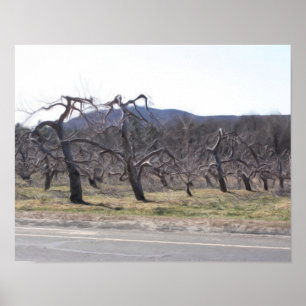 Affiches Apple Trees In A Row Oil Photo Painting