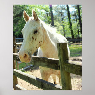 Affiches Appy the Horse