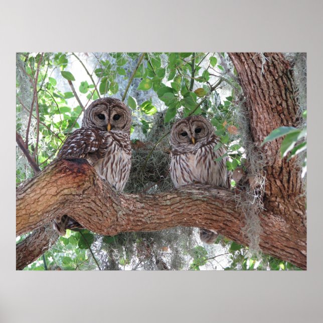 Affiches Après-midi Repos (Devant)