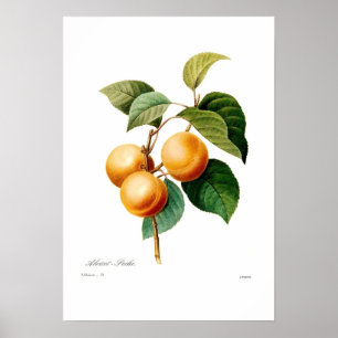 Affiches Apricot