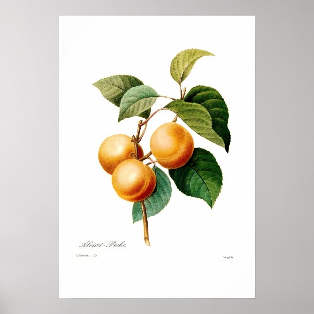 Affiches Apricot (Devant)