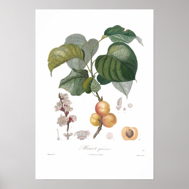 Affiches Apricot, abricot précoce (Devant)