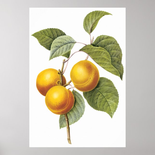 Affiches Apricot Peach (Devant)