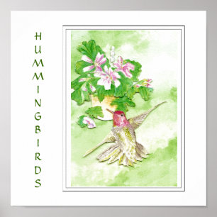 Affiches Aquarelle Anna's Hummingbird -Bird Print
