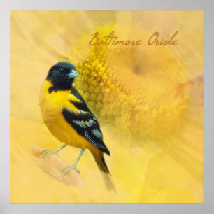 Affiches Aquarelle Baltimore Oriole