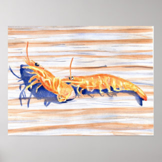 Affiches Aquarelle de crevettes sur un quai, appât de pêche