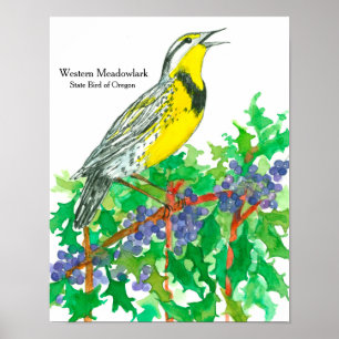 Affiches Aquarelle Oiseau de l'Ouest Meadowlark