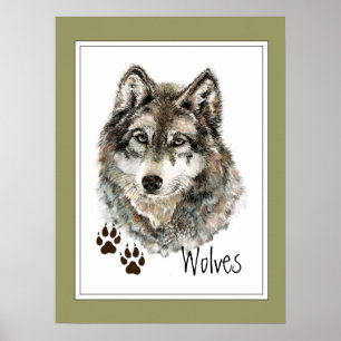 Affiches Aquarelle originale Loup gris - Traces animal