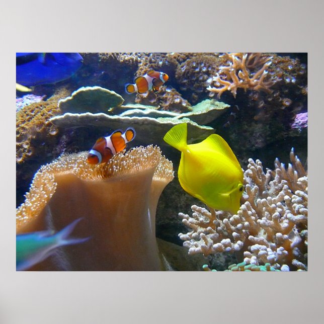 Affiches Aquarium (Nemo) (Devant)