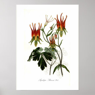 Affiches Aquilegia skinneri