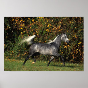 Affiches Arabes en course : Automne