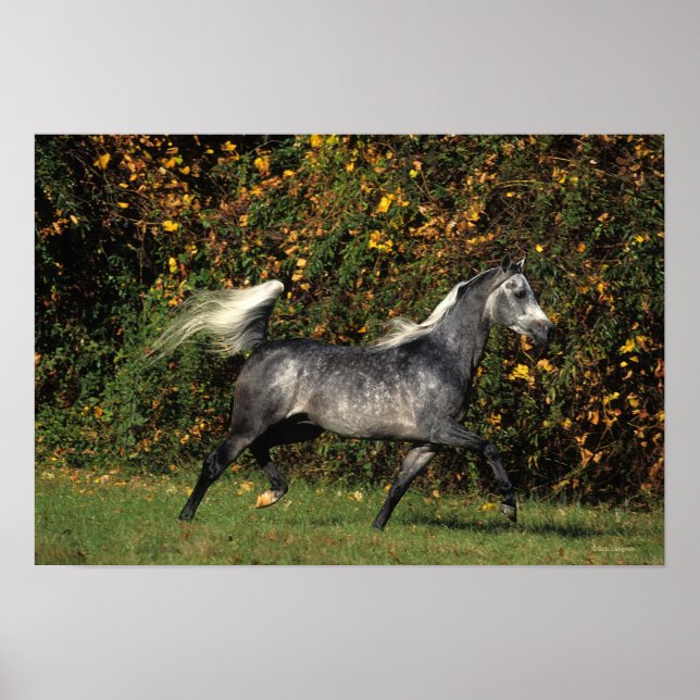 Affiches Arabes en course : Automne (Devant)