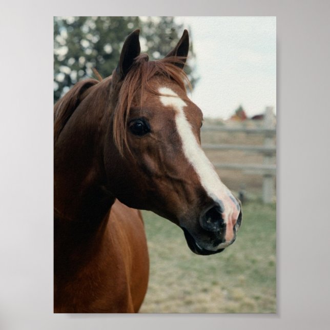 Affiches Arabian au Pasture (Devant)