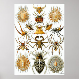 Affiches Arachnides de ~ d'affiche d'Ernst Haeckel
