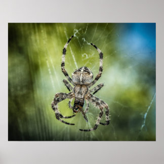 Affiches Araignée