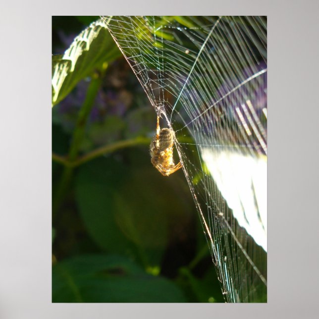 Affiches Araignée dangereuse (Devant)