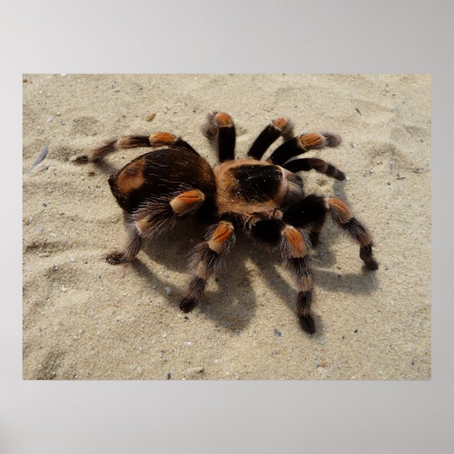 Affiches Araignée de Tarantula du Flameknee mexicain (Devant)