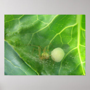 Affiches Araignée gardant la prochaine génération Imprimer