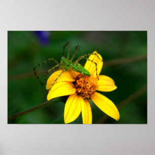 Affiches Araignée verte de Lynx