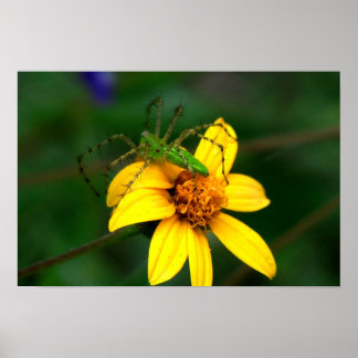 Affiches Araignée verte Lynx