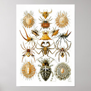 Affiches Araignées, Ernst Haeckel Fine Art