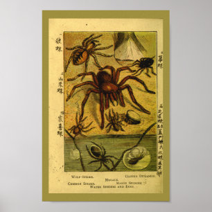 Affiches Araignées vintages Tarantula Histoire naturelle Im
